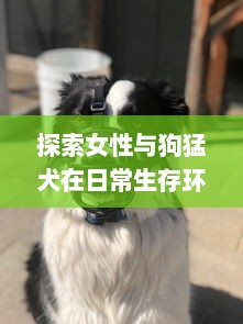 探索女性与狗猛犬在日常生存环境中交流的平衡：以实验为基础的69种独特交互视角解析