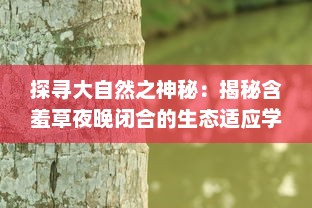 探寻大自然之神秘：揭秘含羞草夜晚闭合的生态适应学奥秘 v9.7.6下载