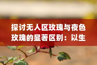 探讨无人区玫瑰与夜色玫瑰的显著区别：以生长环境、色彩特征和文化象征意义为切入点