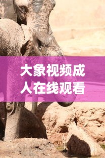 大象视频成人在线观看：带你领略多元化娱乐新体验，探索丰富多彩的成人教育视界 v7.2.5下载