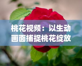 桃花视频：以生动画面捕捉桃花绽放的美丽与韵味，为您带来视觉与感觉的双重享受