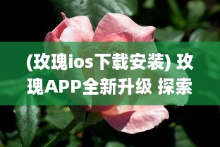 (玫瑰ios下载安装) 玫瑰APP全新升级 探索爱情的无限可能，让玫瑰引领你的浪漫之旅