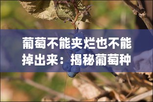 葡萄不能夹烂也不能掉出来：揭秘葡萄种植与保存中的艺术与科学