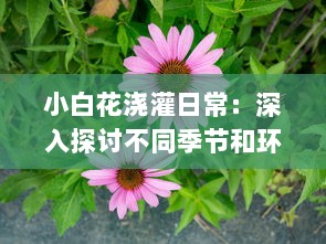 小白花浇灌日常：深入探讨不同季节和环境下的最佳灌溉方法和技巧 v7.2.6下载