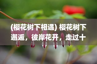 (樱花树下相遇) 樱花树下邂逅，彼岸花开，走过十里桃花最倾城的浪漫情缘