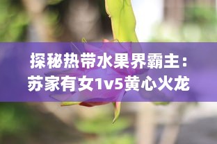 探秘热带水果界霸主：苏家有女1v5黄心火龙果，带你领略独特魅力 v0.2.8下载