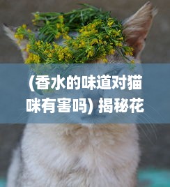 (香水的味道对猫咪有害吗) 揭秘花卉香水的魅力与神秘：猫咪的特殊视角和感知