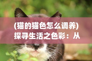 (猫的猫色怎么调养) 探寻生活之色彩：从宠物色猫的独特肤色理解遗传物理学的奥秘