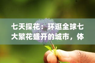 七天探花：环逛全球七大繁花盛开的城市，体验别样的花朵文化之旅