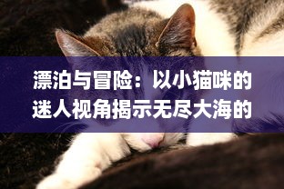 漂泊与冒险：以小猫咪的迷人视角揭示无尽大海的奥秘，猫咪航海记