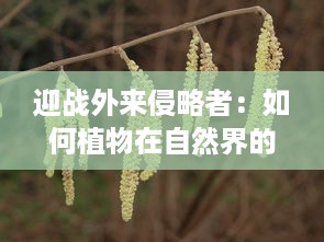 迎战外来侵略者：如何植物在自然界的生存竞争中展开独特的保卫战