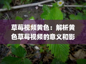 草莓视频黄色：解析黄色草莓视频的意义和影响，及其在娱乐行业中的独特地位