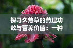 探寻久热草的药理功效与营养价值：一种潜力无穷的草本植物资源