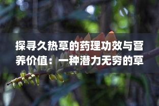 探寻久热草的药理功效与营养价值：一种潜力无穷的草本植物资源