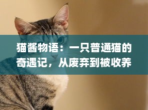 猫酱物语：一只普通猫的奇遇记，从废弃到被收养的温暖转变历程