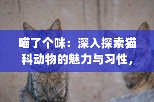 喵了个咪：深入探索猫科动物的魅力与习性，解读人类与猫咪间亲密的情感连接