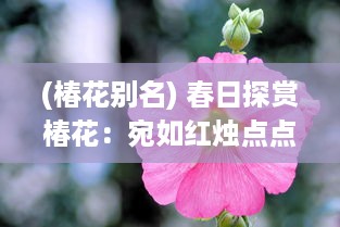 (椿花别名) 春日探赏椿花：宛如红烛点点，描绘出生命的讴歌与繁华盛景