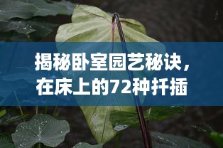 揭秘卧室园艺秘诀，在床上的72种扦插方法，让你的植物生长更茂盛