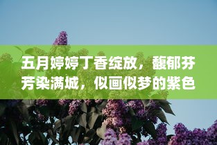 五月婷婷丁香绽放，馥郁芬芳染满城，似画似梦的紫色浪漫