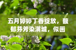 五月婷婷丁香绽放，馥郁芬芳染满城，似画似梦的紫色浪漫